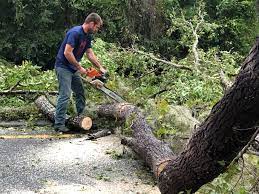 Best Hedge Trimming  in Fort Oglethorpe, GA