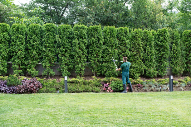 Best Tree and Shrub Care  in Fort Oglethorpe, GA